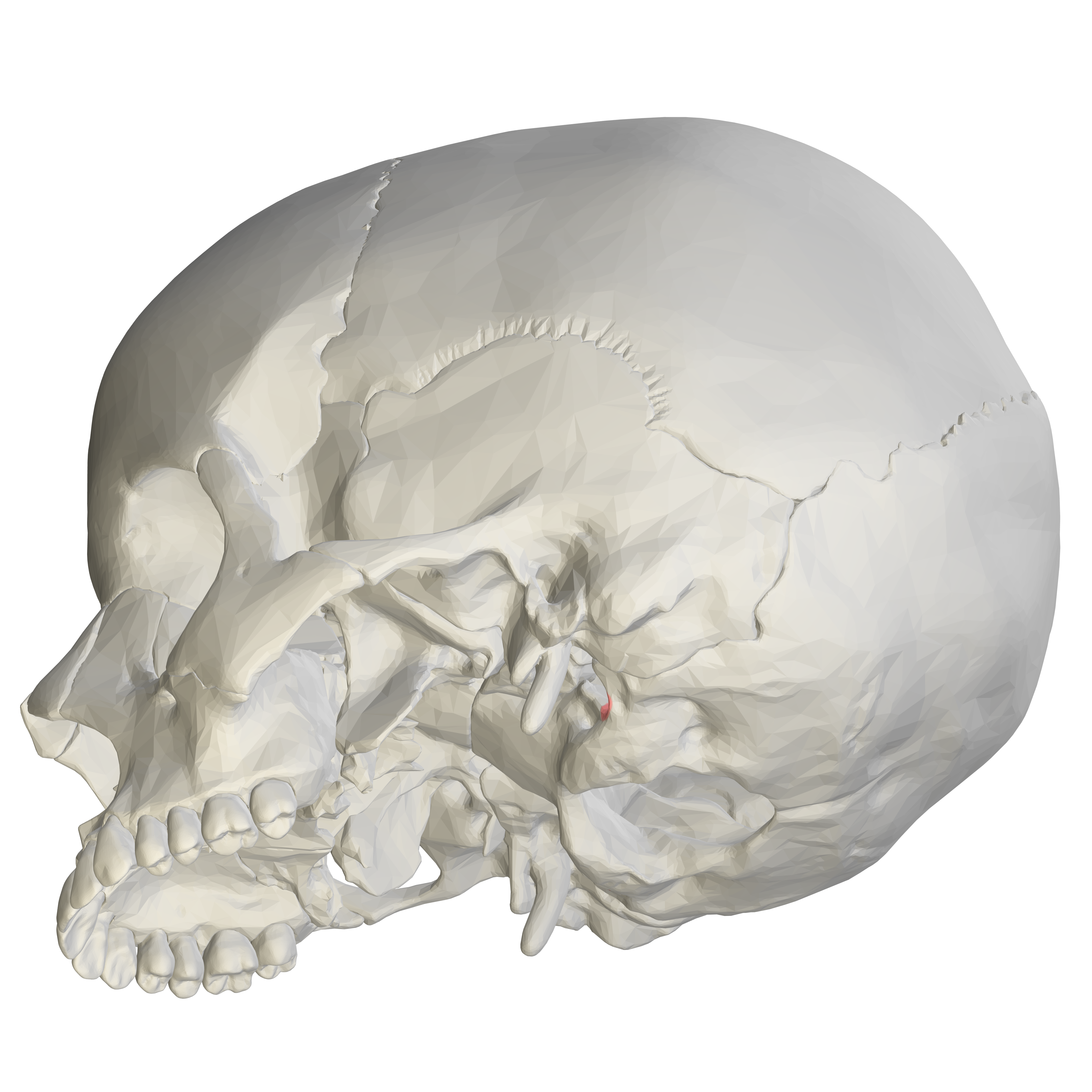 occipital bone unlabeled