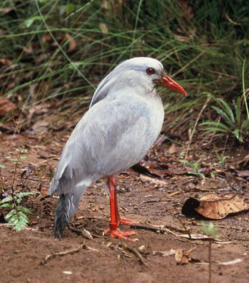 File:Kagu Rhynchetos jubatus detail.JPG