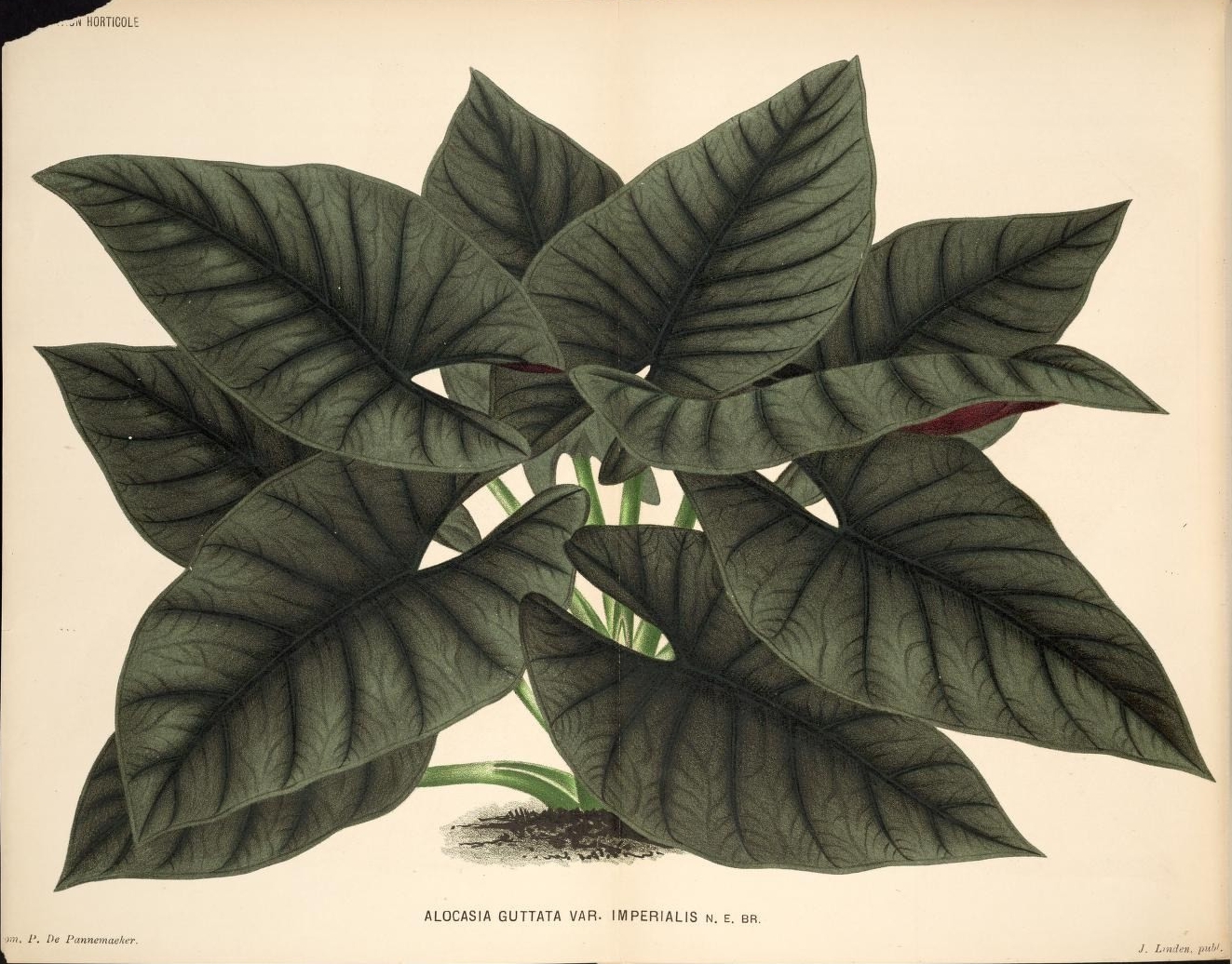 Алоказия Бамбино Ботаническая иллюстрация