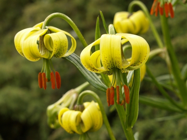 File:Lilium-pyrenaicum-1.jpg