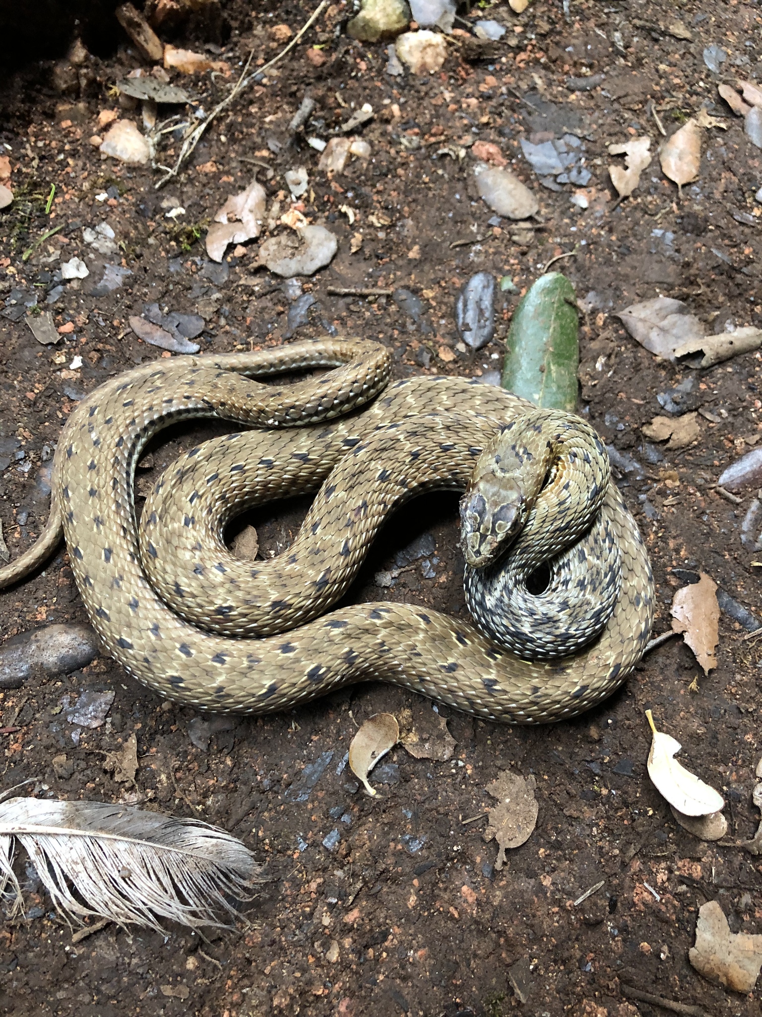 Змей сибири. Malpolon monspessulanus. Ящеричная змея (Malpolon monspessulanus). Malpolon moilensis. Змеи Сибири.