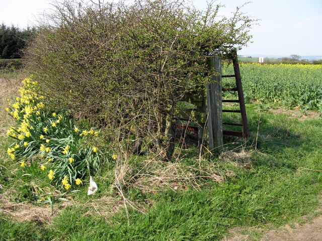 File:Mellow Yellow - geograph.org.uk - 392118.jpg