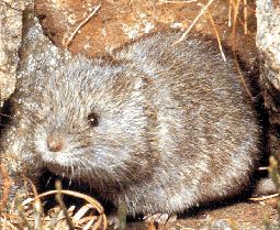 The average litter size of a European snow vole is 2