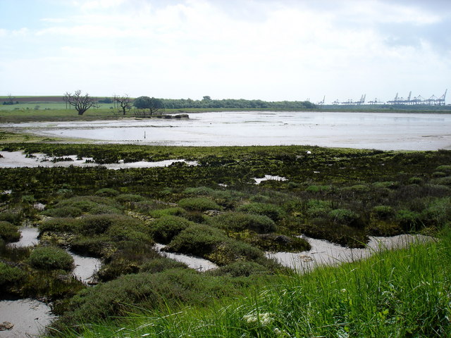 File:New salt marsh - geograph.org.uk - 1312418.jpg