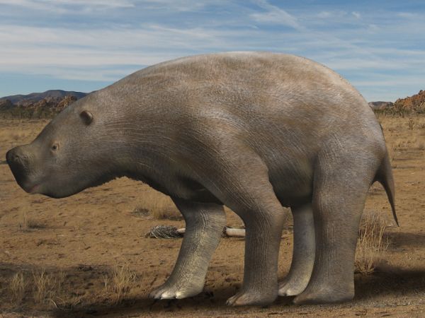 File:Nothotherium mitchelli.jpg