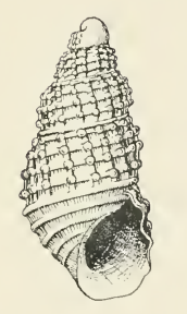 <i>Odostomia clementina</i> species of mollusc