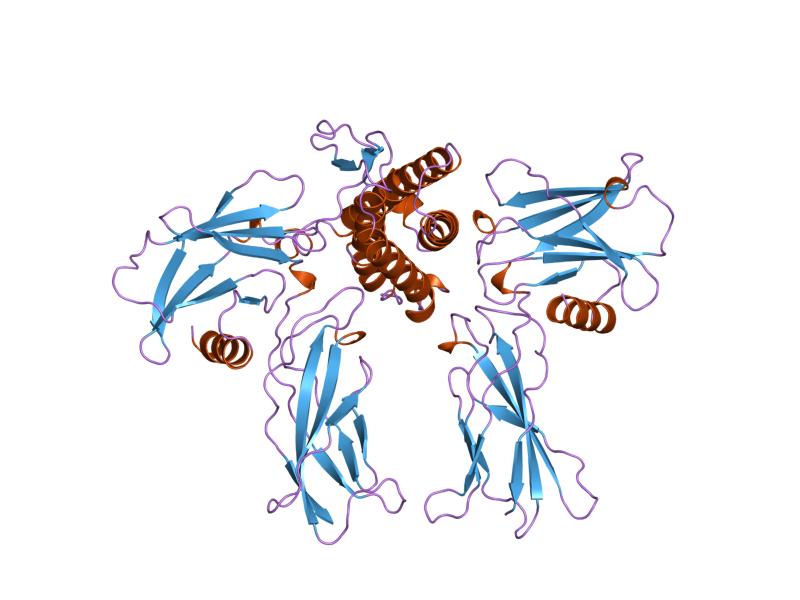 File:PDB 1eer EBI.jpg