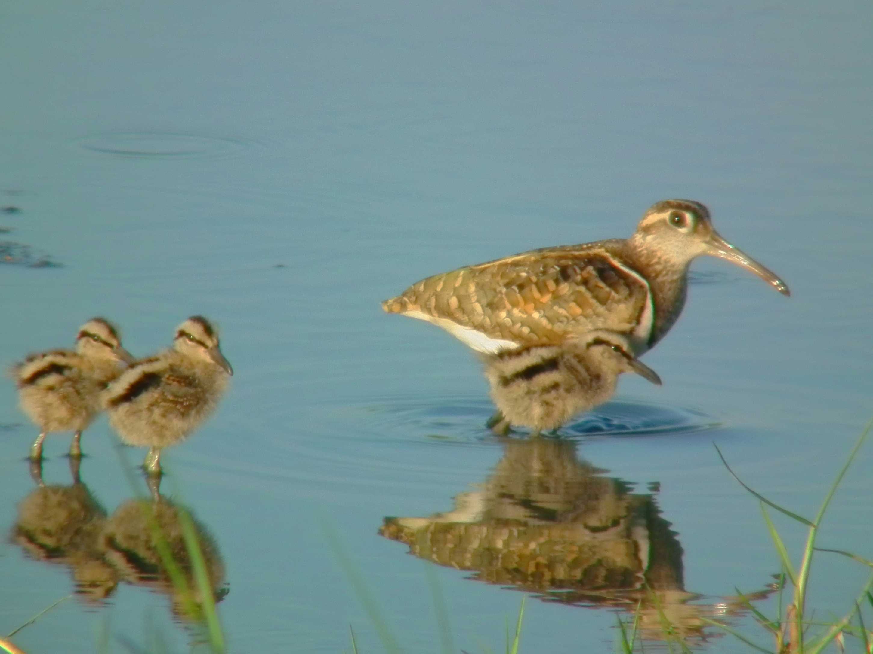 Painted snipe family.jpg