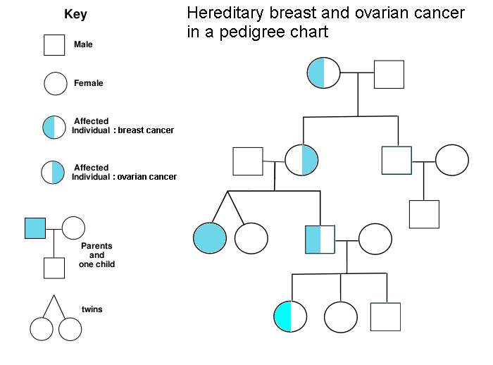 ovarian cancer history in family