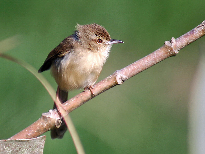 File:Plain Prinia at Hodal I-Haryana IMG 8933.jpg