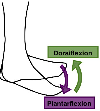 File:Plantarflexion dorsiflexion.png