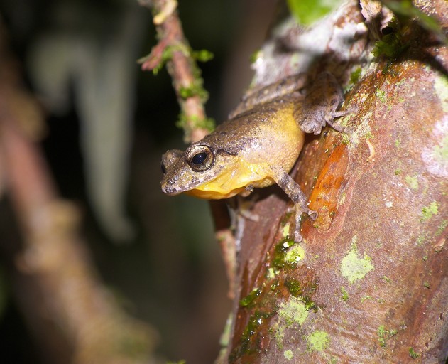 File:Pristimantis taeniatus.jpg