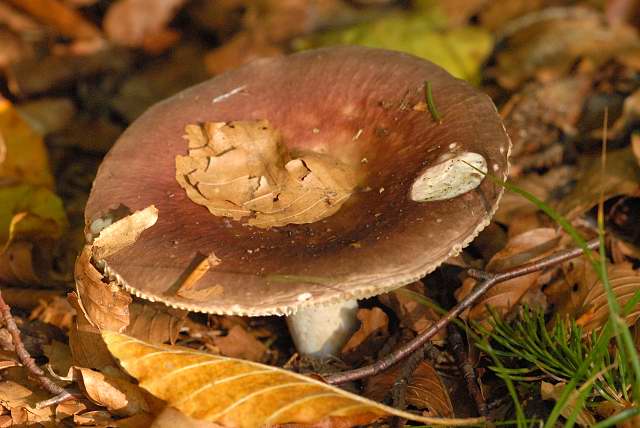 File:Russula spec. - Lindsey 14a.jpg