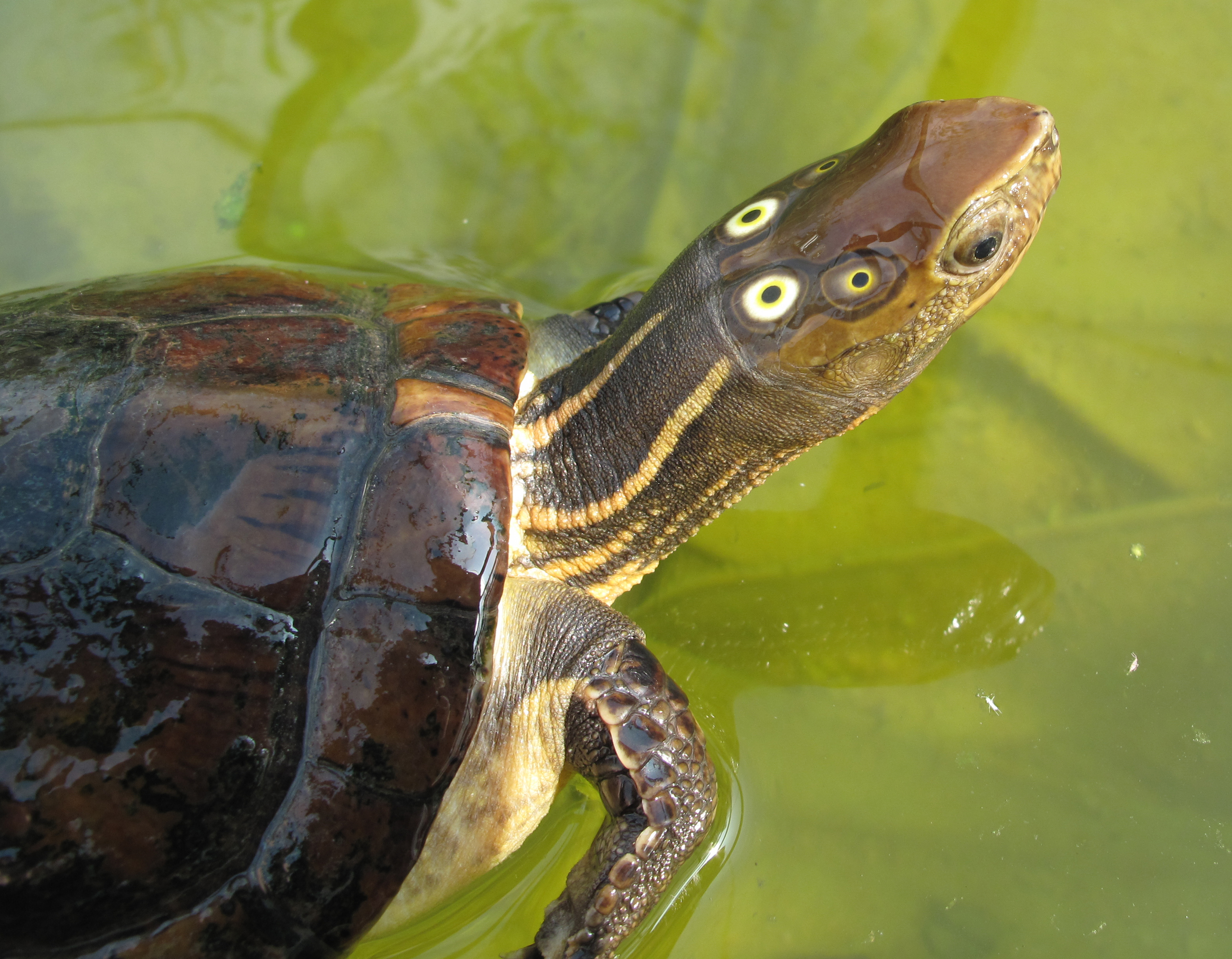 Four-Eyed Turtle - Wikipedia