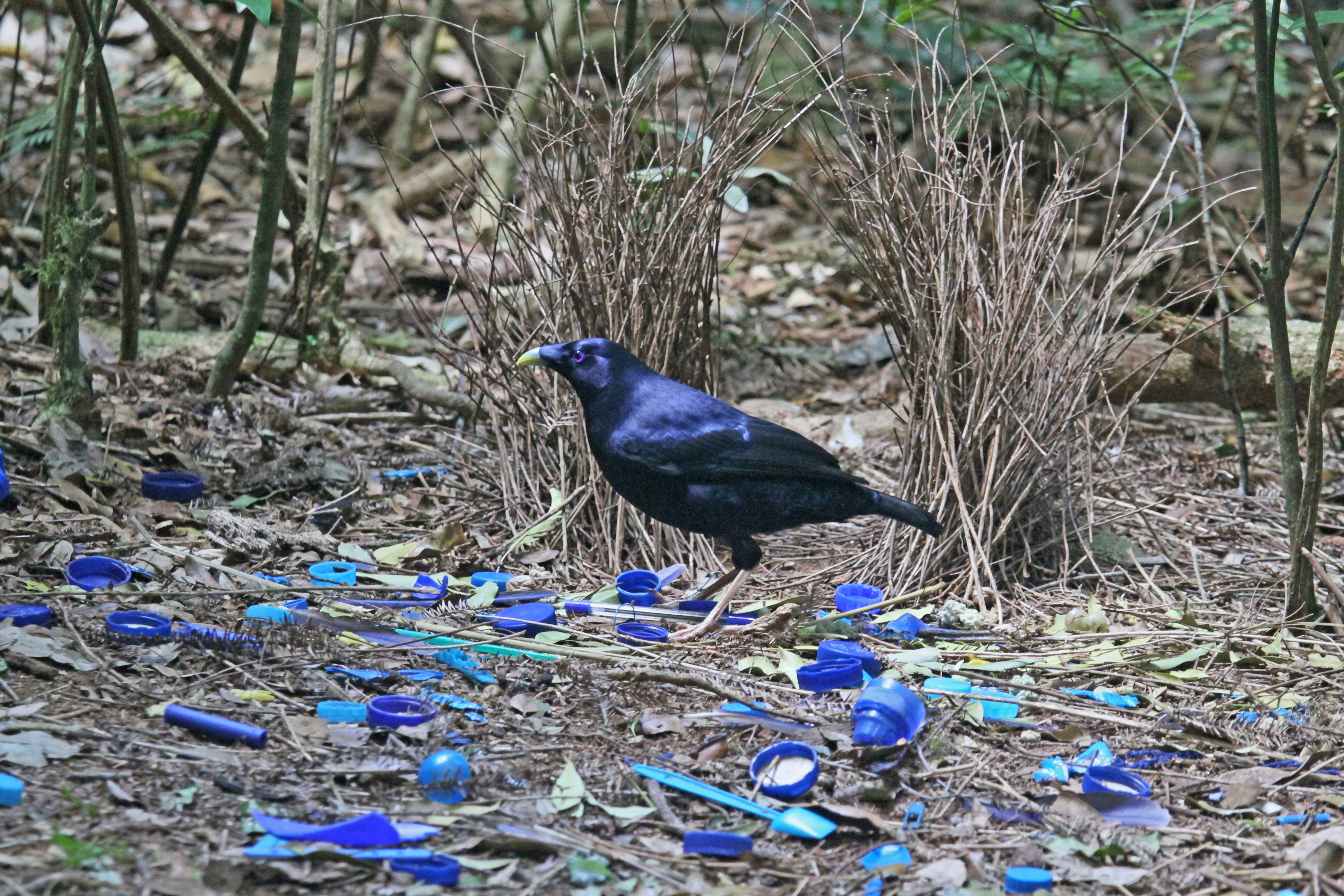 Satin Bowerbird at his bower JCB.jpg