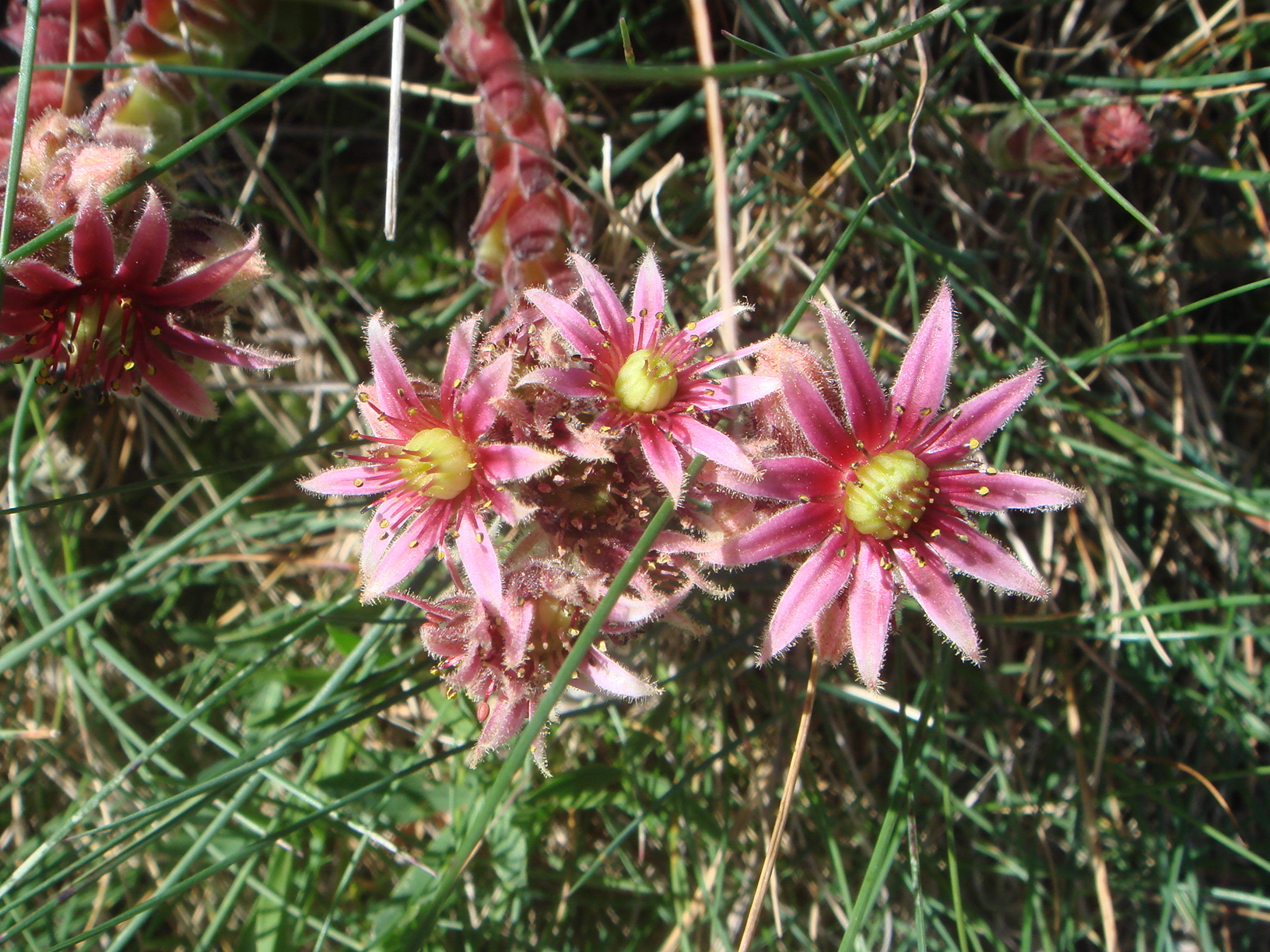 Sempervivum montanum - Wikipedia, la enciclopedia libre