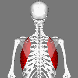 Middle of back pain when breathing can be caused by the Serratus anterior muscle