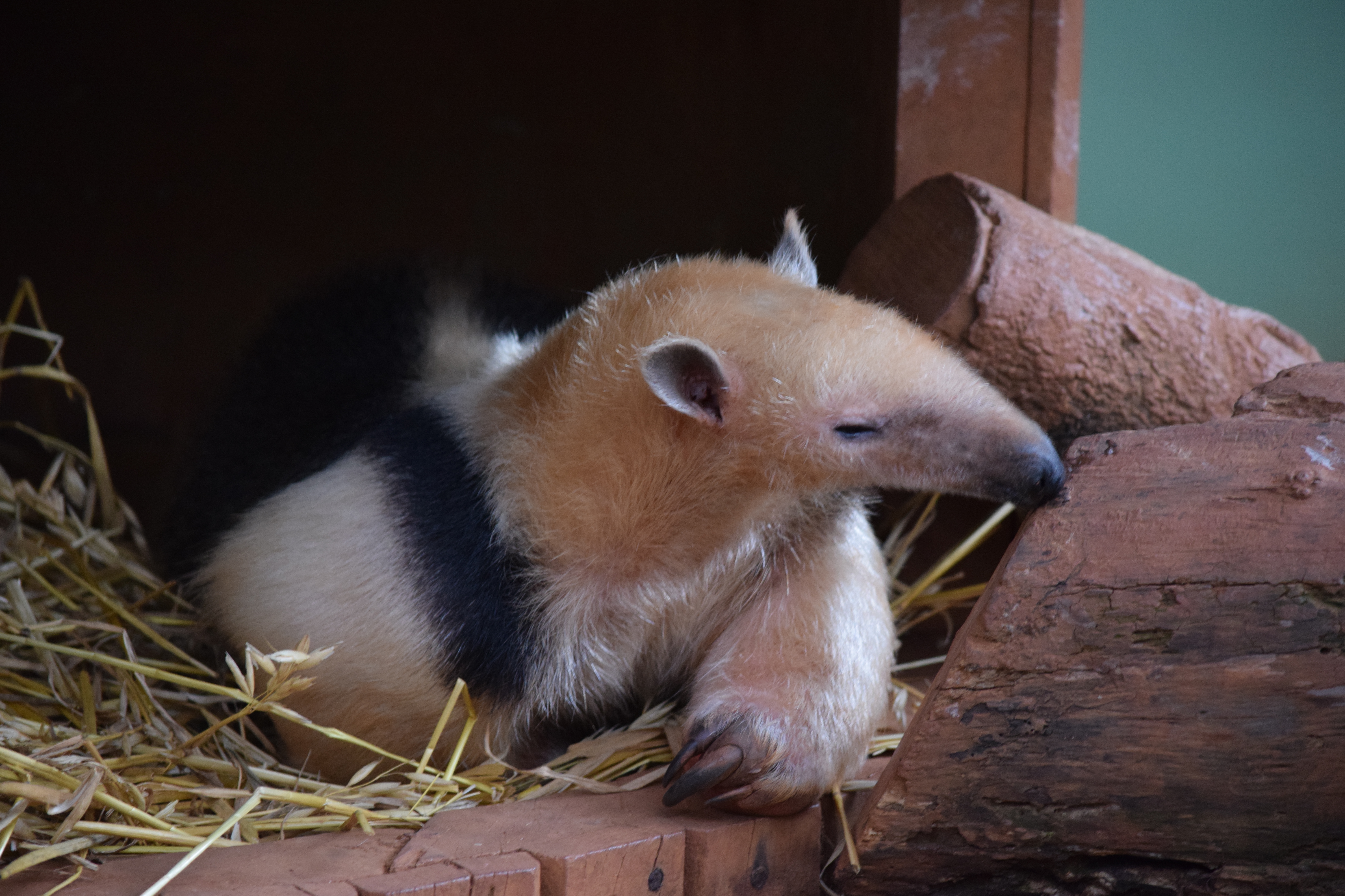 Southern tamandua - Wikipedia