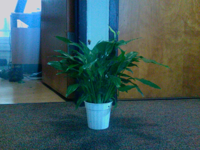 File:Spathiphyllum wallisii.jpg