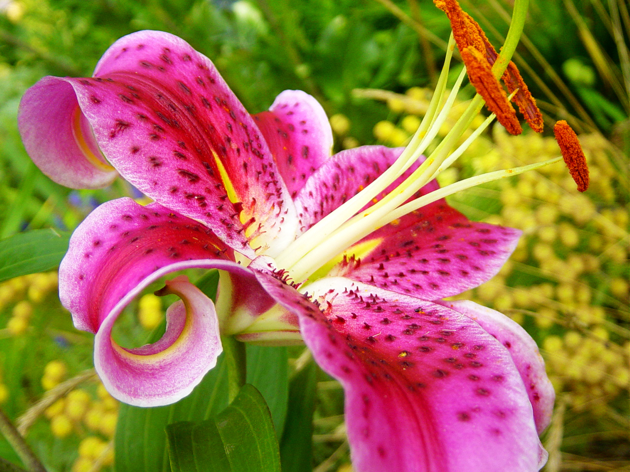 Filestargazer Lily 1877