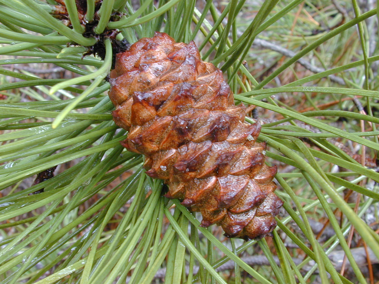Conifer cone - Wikipedia