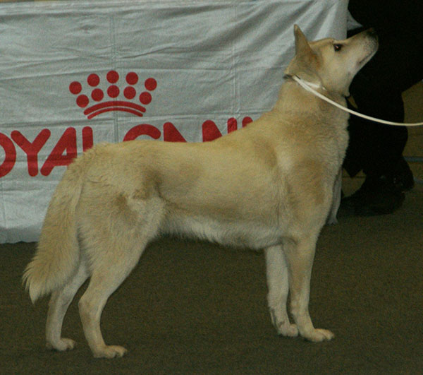 swedish white elkhound