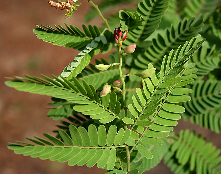 File:Tamarindus indica in Hyderabad W IMG 8907.jpg