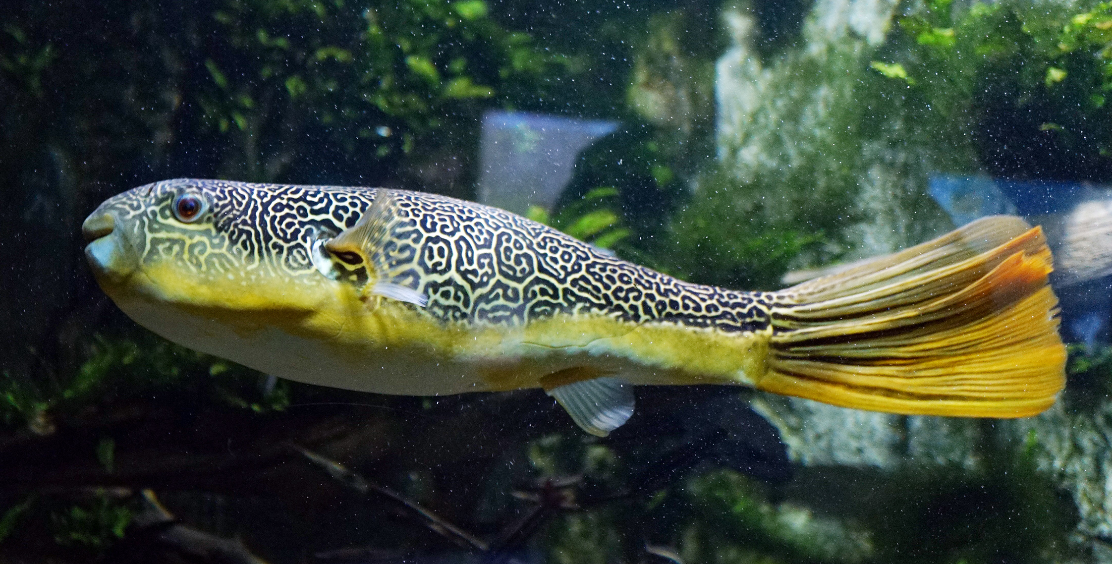 freshwater puffer fish