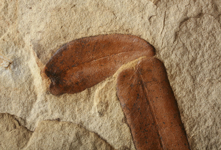 File:The Childrens Museum of Indianapolis - Neuropteris leaf fossil - detail.jpg