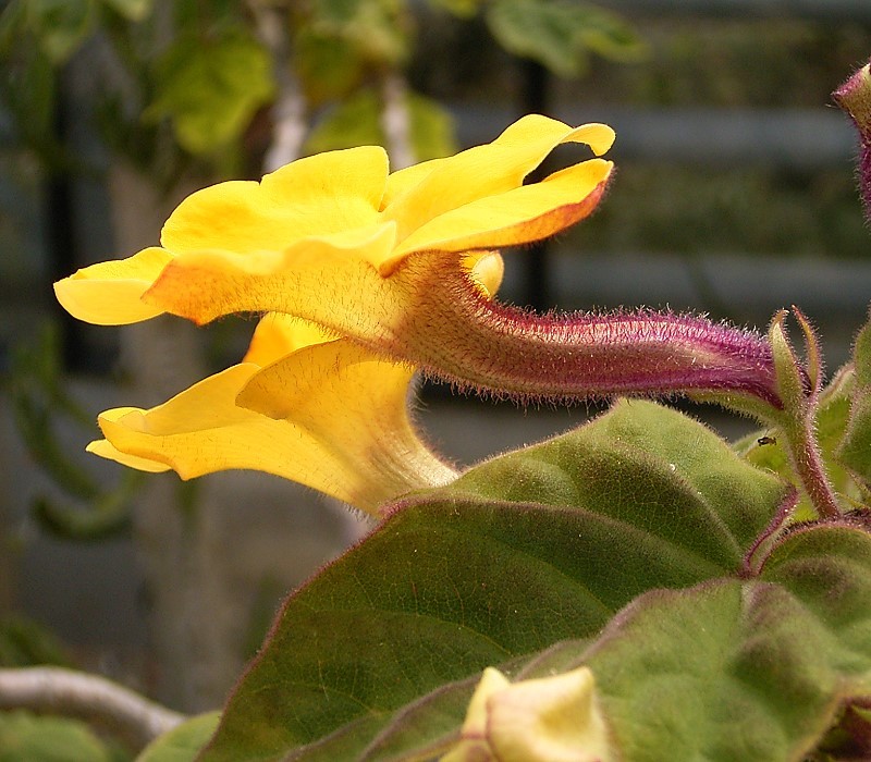 Ункарина роеслиана. Мартиния душистая (Harpagophytum procumbens ). Ункарина (Uncarina peltata). Эвдикоты. Мартиния душистая фото