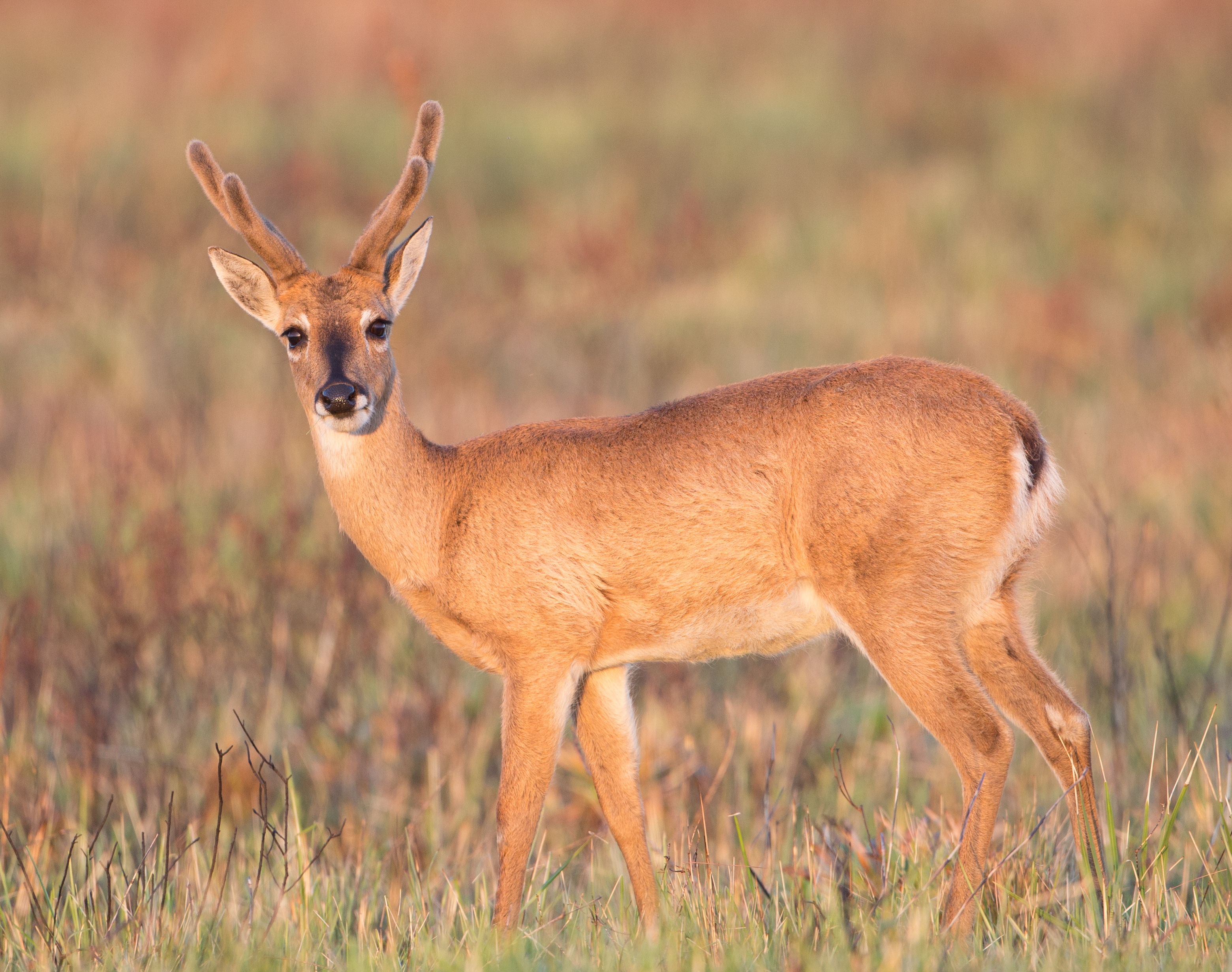 Veado-campeiro macho no Parque Nacional da Serra da Canastra.jpg