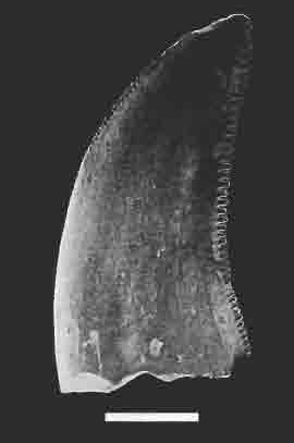 File:Velociraptor ZPAL MgD-I 97a tooth.png