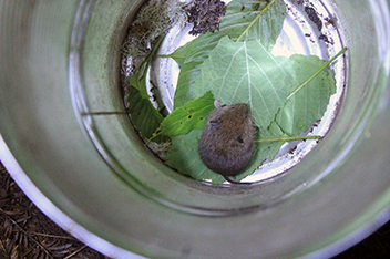 File:White-footed vole 2.jpg