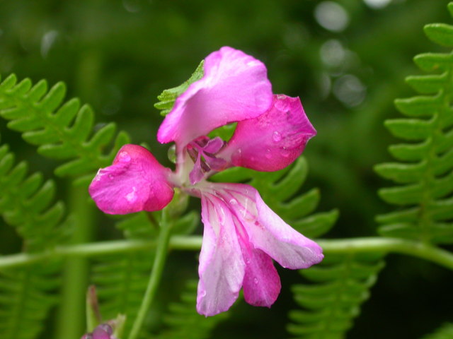 File:Wild gladiolus in the New Forest - geograph.org.uk - 1015646.jpg