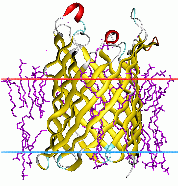 Outer membrane protein G