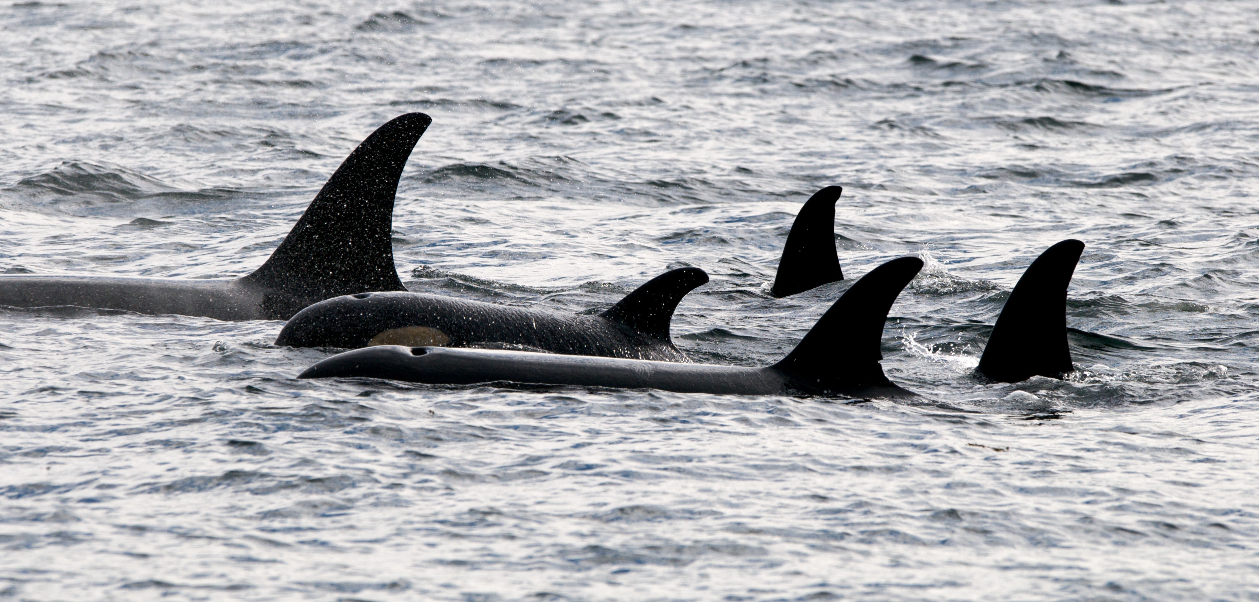 5 orcas in johnstone strait.jpg