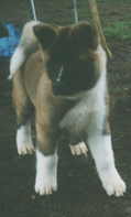 File:Akita pup.png