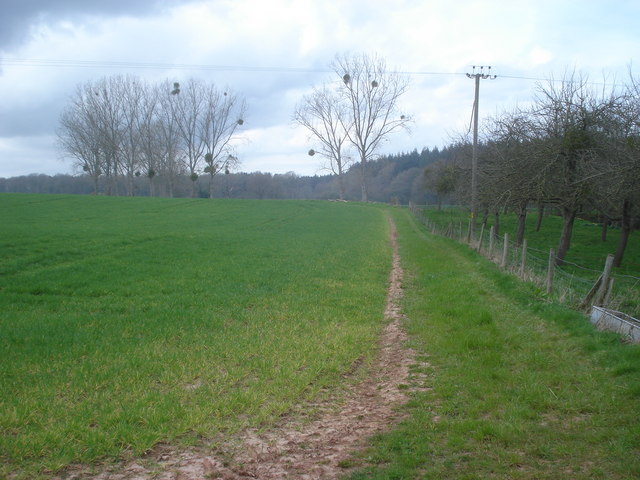 File:Allum's Grove from the Daffodil Way - geograph.org.uk - 769192.jpg