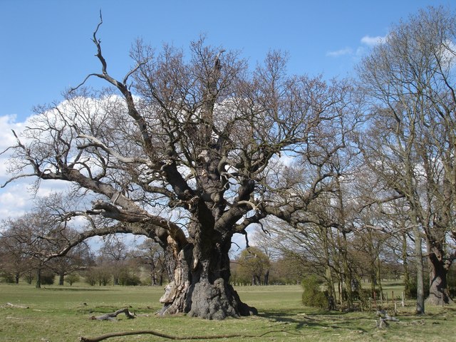 File:Ancient oak tree, Windsor Great Park - geograph.org.uk - 934772.jpg