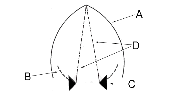 Glottis Wikipedia