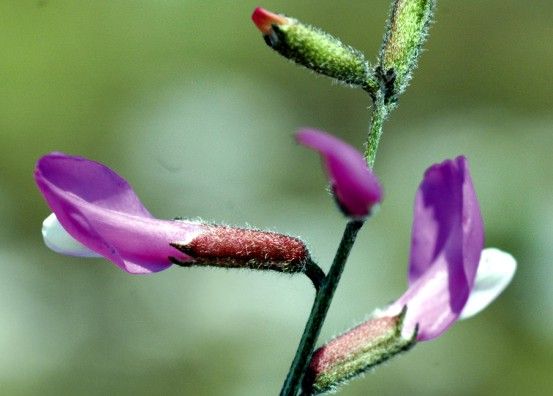 File:Astragalus mayeri.jpg