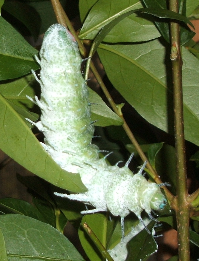 https://upload.wikimedia.org/wikipedia/commons/3/32/Attacus-atlas-caterpillar.jpg