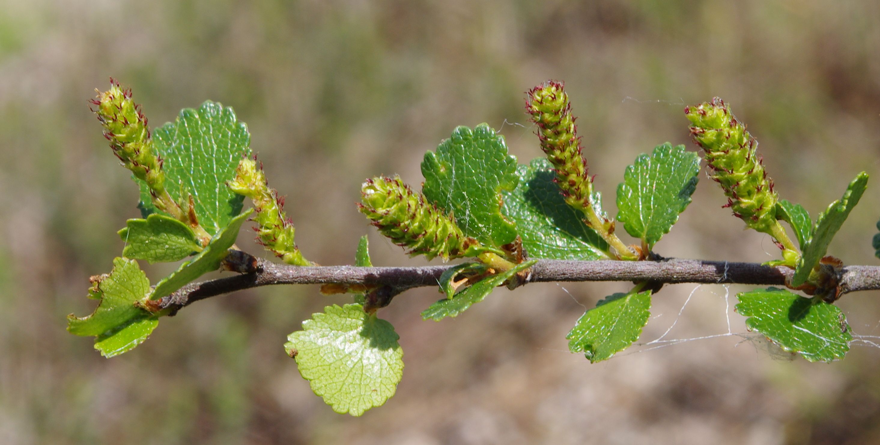 File:Birch twigs.jpg - Wikimedia Commons