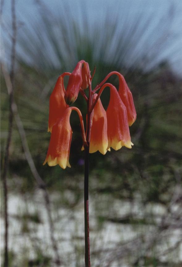 Christmas Bells By Doug Beckers from Killcare Heights, Australia (christmas bell 1 Uploaded by Orchi) [CC-BY-SA-2.0 (https://creativecommons.org/licenses/by-sa/2.0)], via Wikimedia Commons