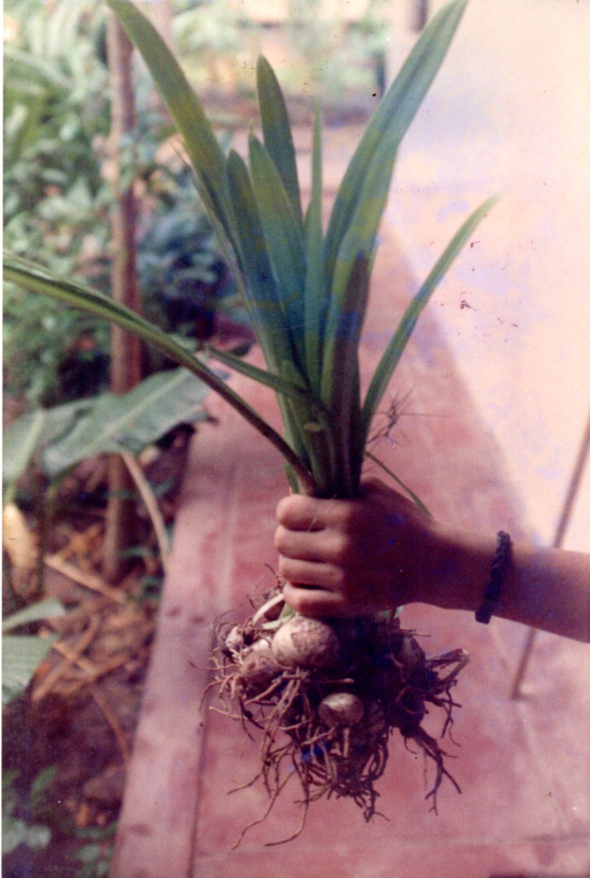 File:Bulbos y hojas de Azucena (Lilium candidum).jpg - Wikimedia Commons