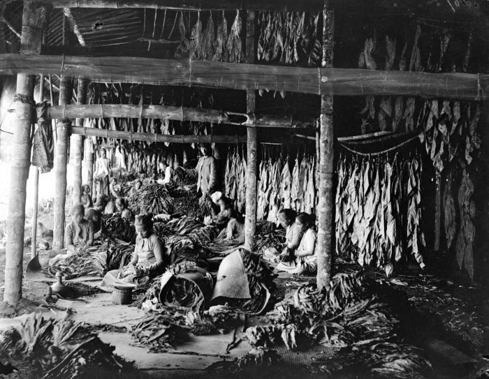 File:COLLECTIE TROPENMUSEUM Arbeiders aan het werk in tabaksfabriek Kali Pantjing Oost-Java TMnr 10020849.jpg