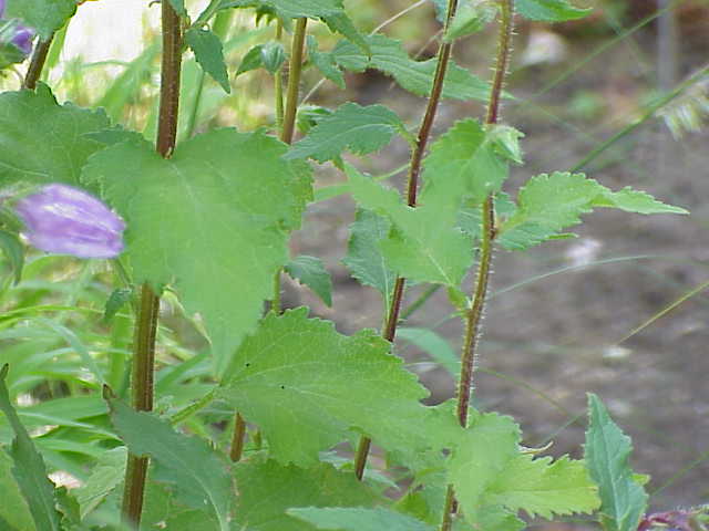 File:Campanula grossekii0.jpg