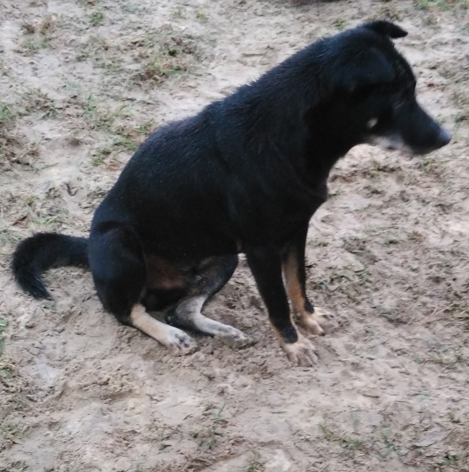 Chó Mực Cát Sơn (Black Dogs in Cat Son): Cát Sơn là một vùng đất đẹp và nổi tiếng ở Việt Nam. Hãy xem hình về Chó Mực Cát Sơn để tìm hiểu về cuộc sống của chúng trong môi trường tự nhiên tuyệt vời này.