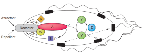 Chemotaxis signalling. Chemoattractants or repellents are sensed by transmembrane receptors. Note the role of CheB (B) in demethylation of MCP receptors. Chemotaxis Regulation within E. coli.png