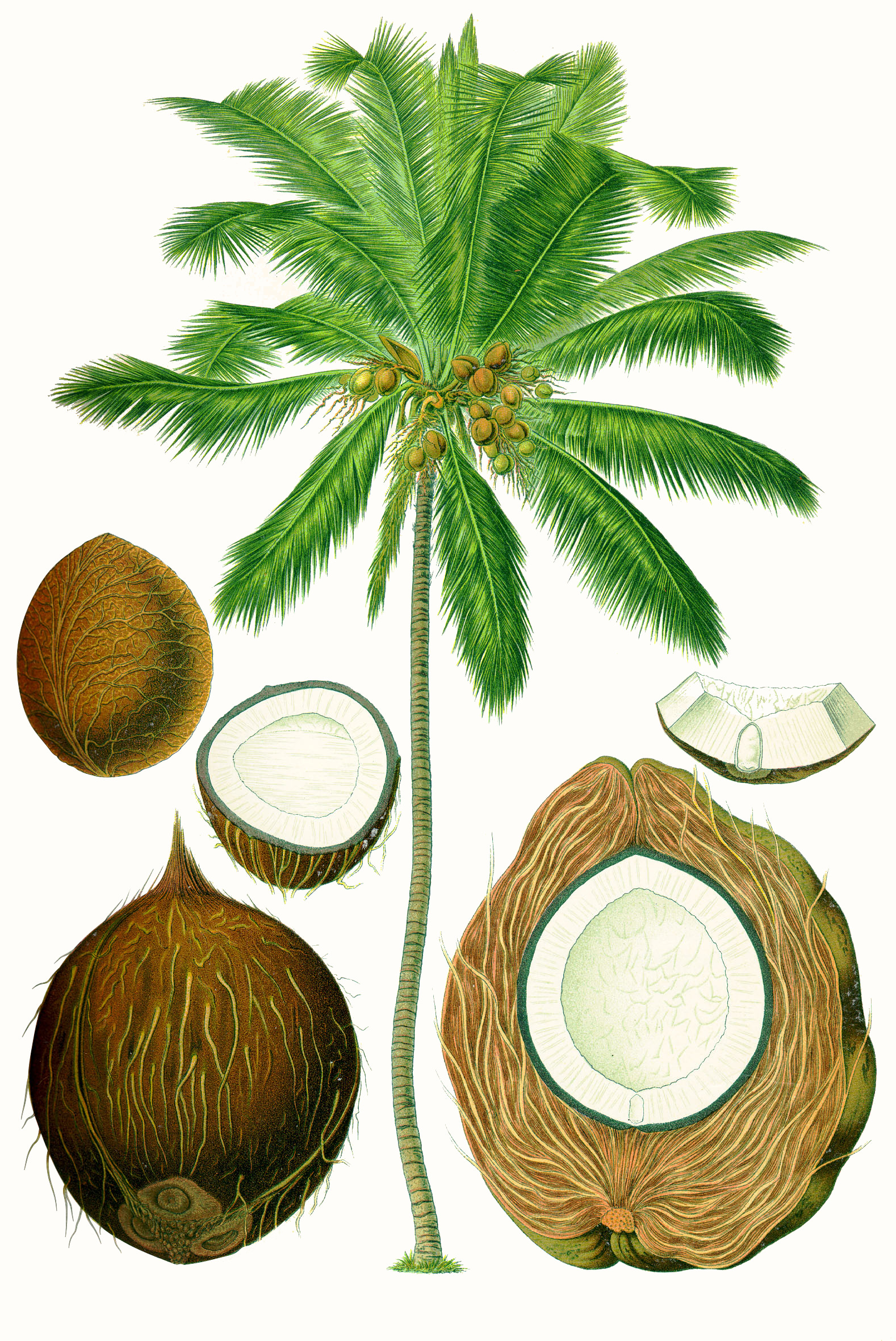 coconut tree of life